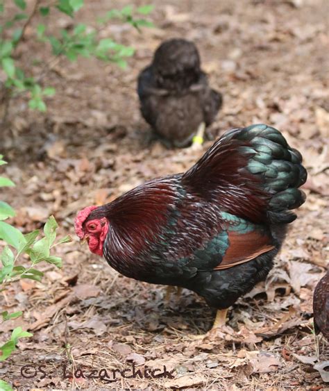 partridge wyandotte chicken|wyandotte bantam chicken.